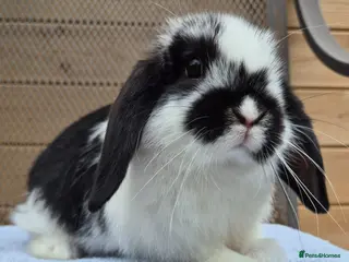 Mini Lop rabbits 8 weeks old mini lops 4 left 2 vaccinated - Advert 2