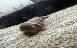 Miniature Dachshund dogs for sale: Miniature daxies - Advert 6