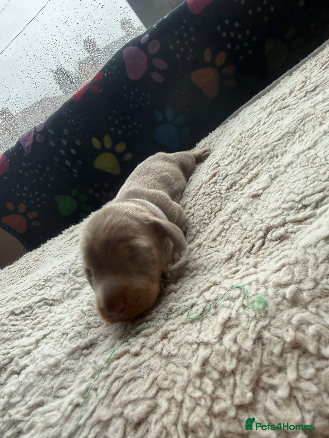 Miniature Dachshund dogs for sale: Miniature daxies - Advert 6