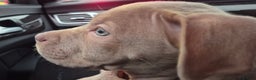 Staffordshire Bull Terrier dogs for sale: Girl Puppy 8 Weeks Old - Advert 4