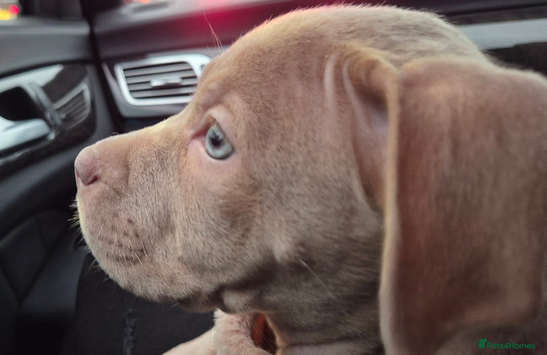 Staffordshire Bull Terrier dogs for sale: Girl Puppy 8 Weeks Old - Advert 4