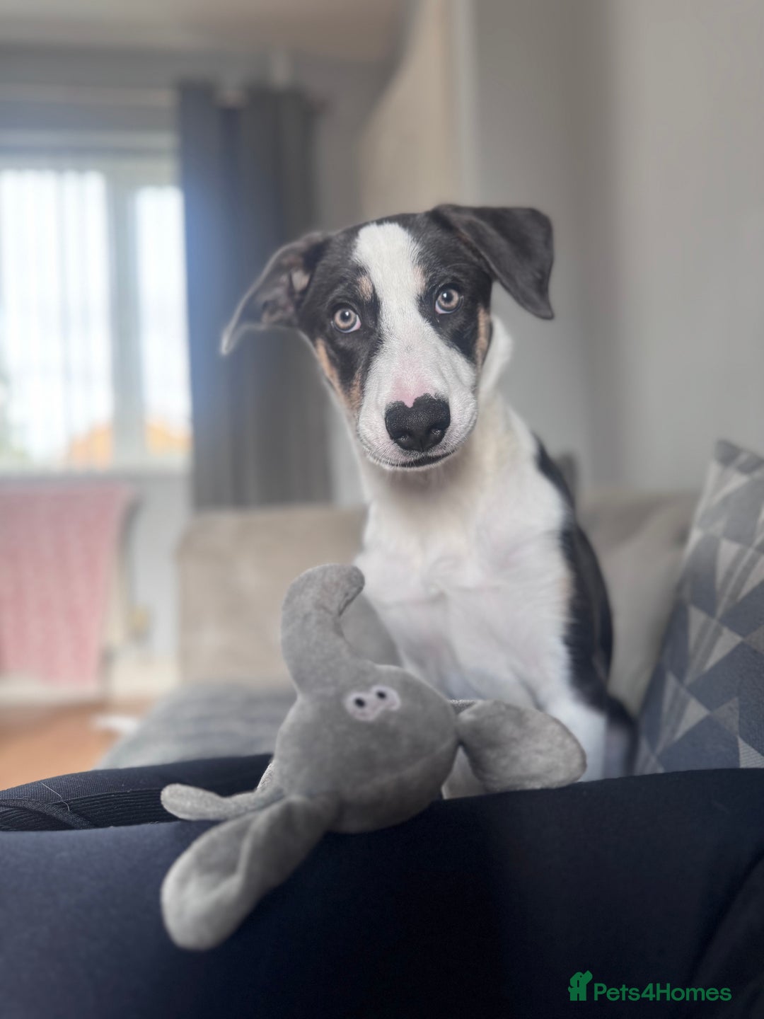 Border Collie dogs for sale: Beautiful female Border collie  - Advert 2