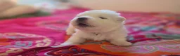 Samoyed dogs for sale: 🐾 Beautiful Samoyed Puppies Available 🐾 - Advert 22