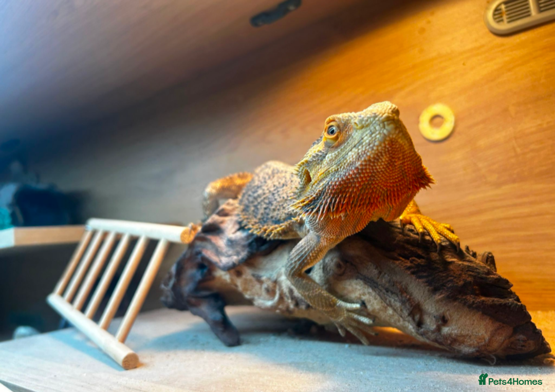 Bearded Dragon reptiles for sale: Our darling bearded dragon, looking for a new home - Advert 5