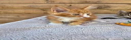 Maine Coon cats for sale: Maine Coon x Ragdoll x Persian  - Advert 13