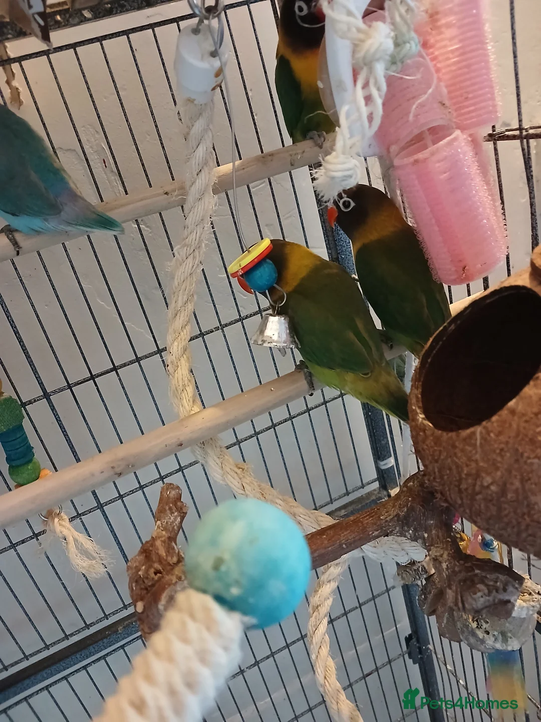 Lovebirds birds for sale: Lovebirds  - Advert 2