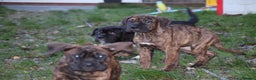 Presa Canario dogs for sale: Presa Canario Puppies (Recognised Breeder) - Advert 18