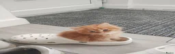 Mixed Breed cats for sale: Cute kittens - Advert 1