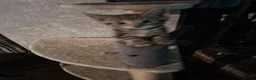 Mixed Breed cats for sale: Bautifull boy   kittens  - Advert 12