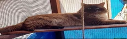 Ragdoll cats for sale: Beautiful kittens ready now  - Advert 4