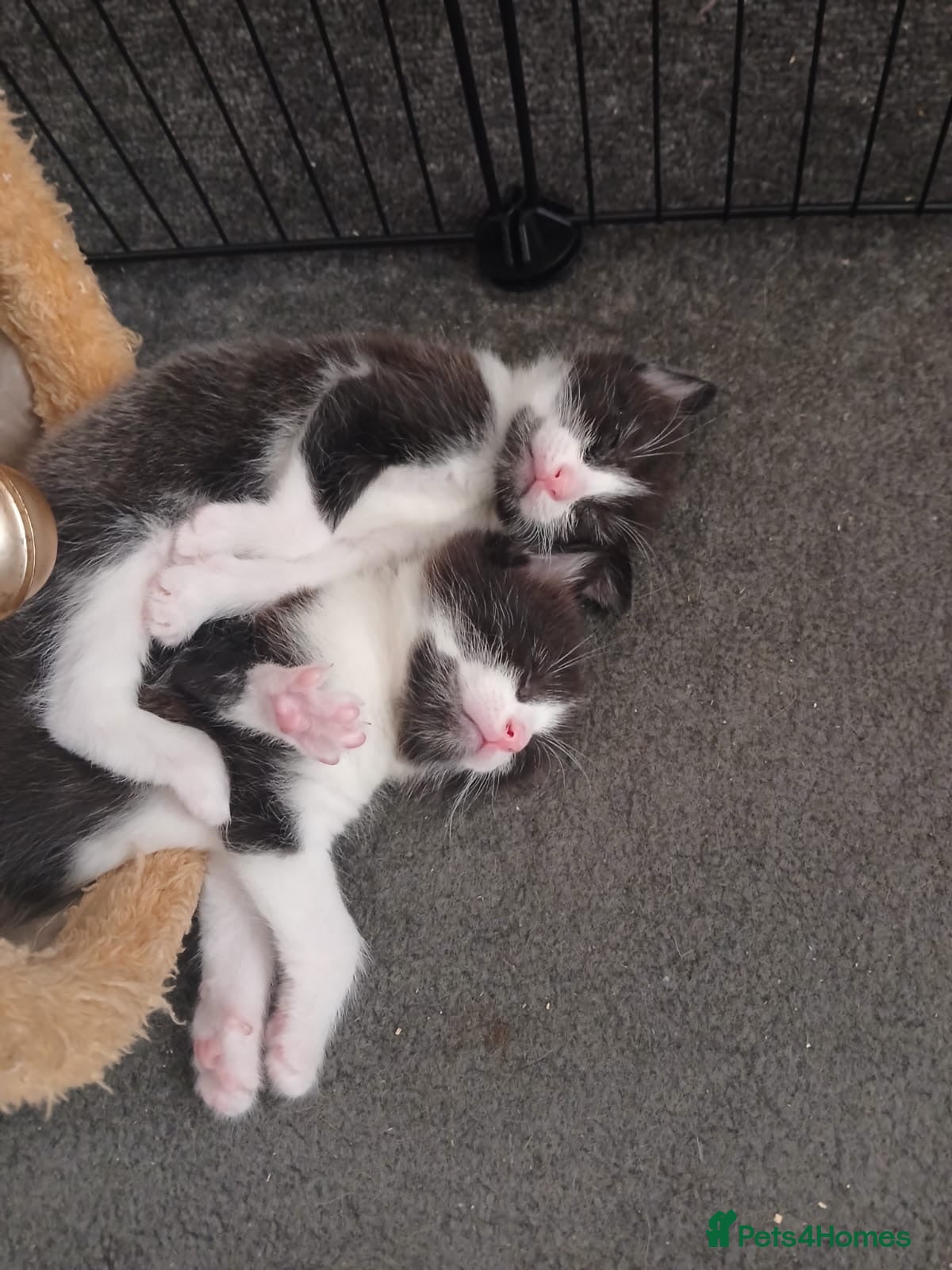 Mixed Breed cats 3 🐾 Kittens looking for their forever homes! 🐾 - Advert 1