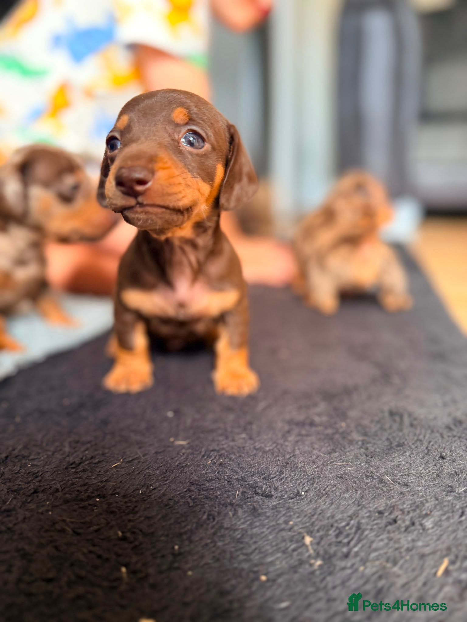 Miniature Dachshund dogs Gorgeous dachshund puppies  - Advert 1