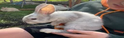 Mini Lop rabbits for sale: X5 Mini Lop Bunnies in Wednesbury - Advert 12