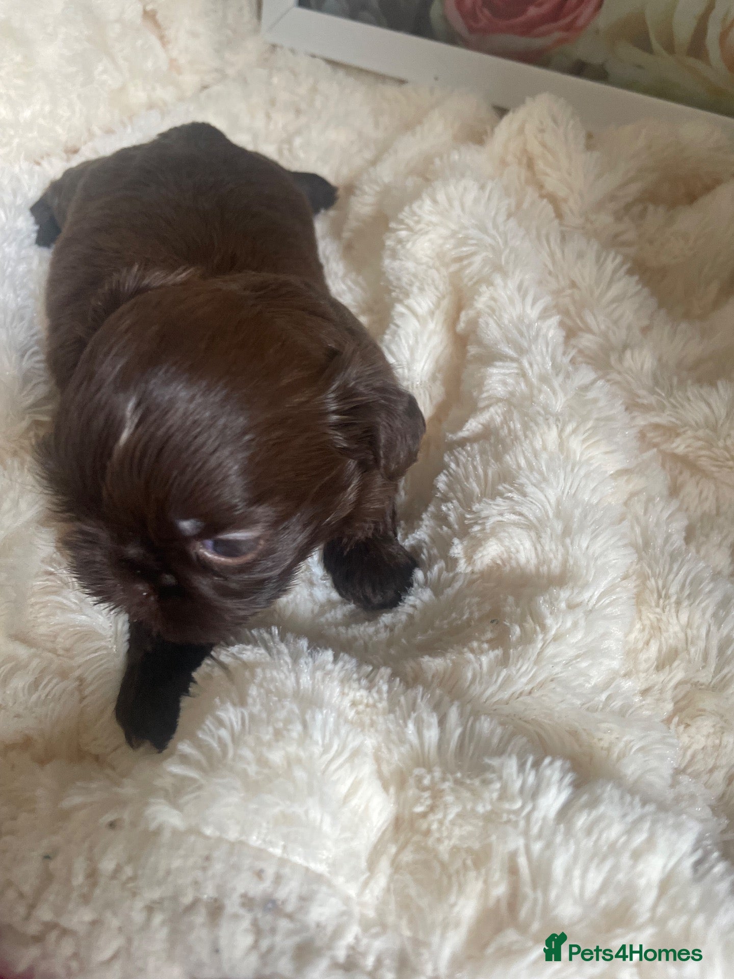 Shih Tzu dogs Chocolate imperial shih tzu - Advert 11