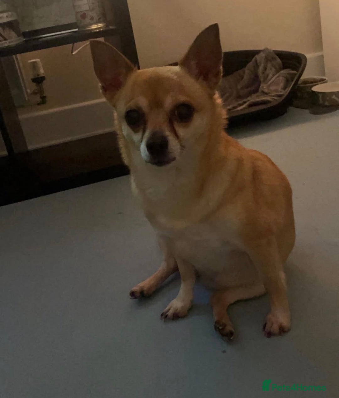 Chihuahua dogs for sale: Chihuaha for rehoming  - Advert 1