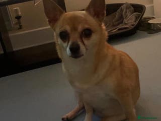 Chihuahua dogs Chihuaha for rehoming - Advert 3