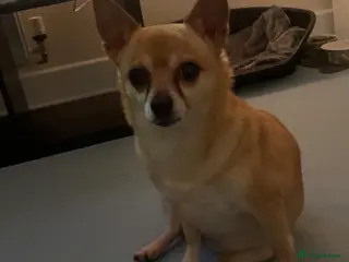 Chihuahua dogs Chihuaha for rehoming - Advert 15