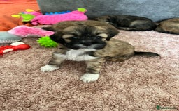 Lhasa Apso dogs for sale: Dogs  - Image 5