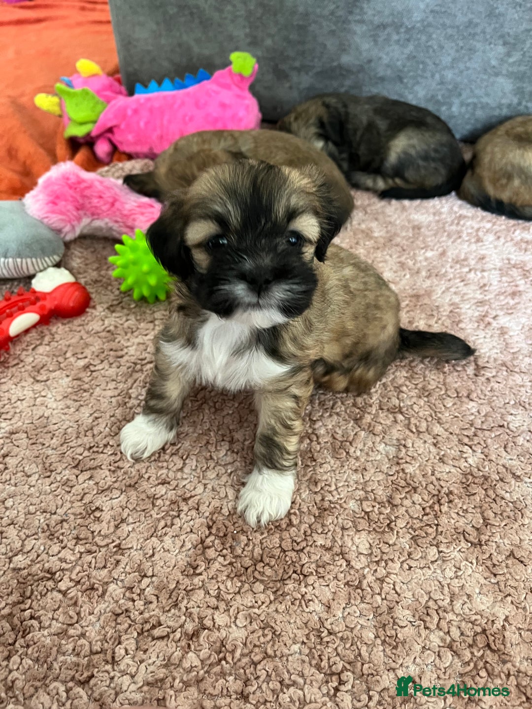 Lhasa Apso dogs for sale: Dogs  - Image 5