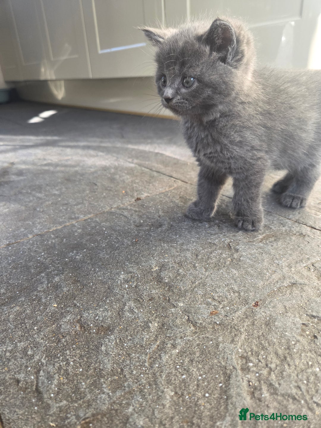 Persian cats for sale: Half persian kittens - Image 8