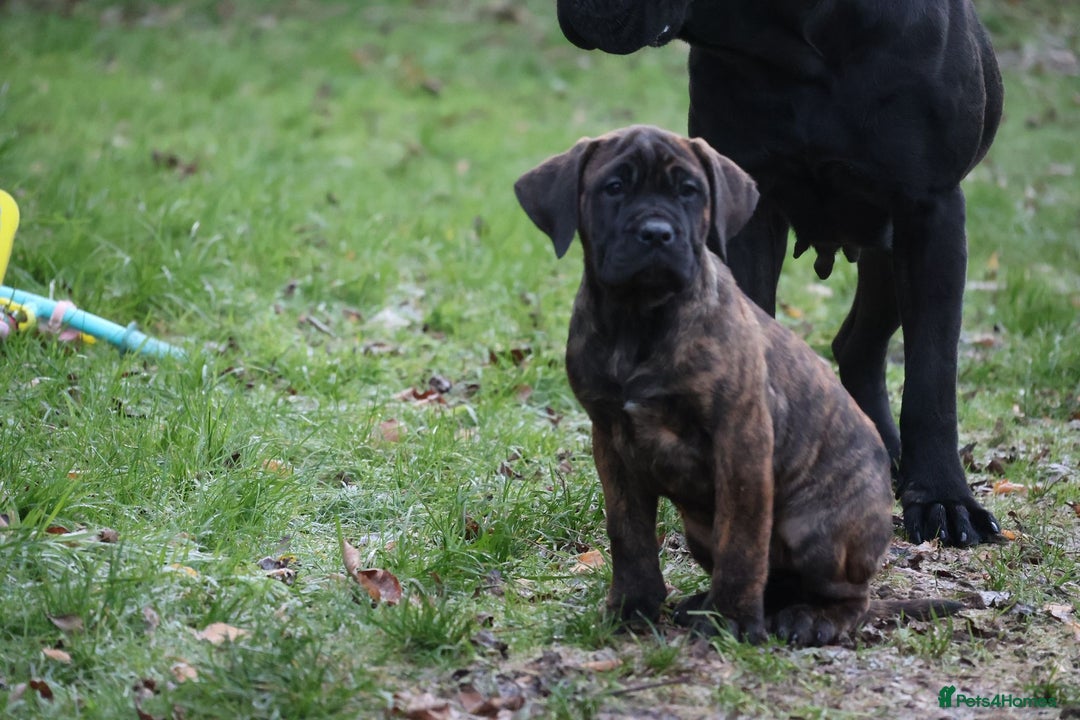 Presa Canario dogs for sale: Presa Canario Puppies (Recognised Breeder) - Advert 28