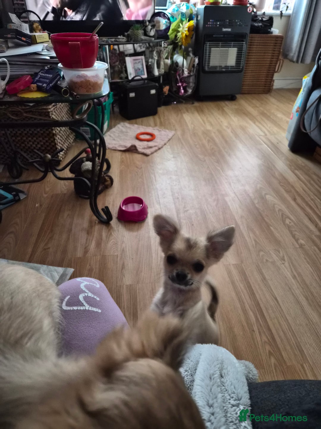 Chihuahua dogs for sale: Long haired chihuahua  - Image 7