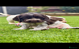 Cocker Spaniel dogs for sale: Quality English Show Cocker Spaniels (Serci Lines) - Image 12