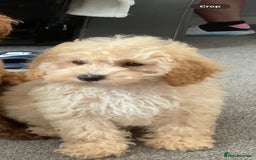 Akita dogs for sale: Poodle small  - Advert 1