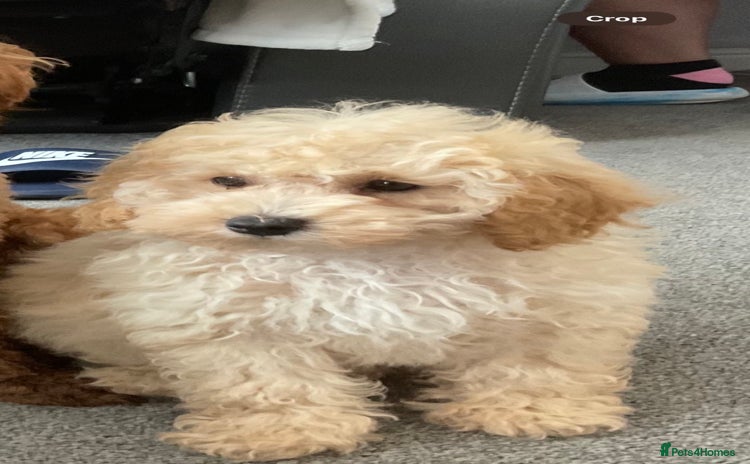 Akita dogs Poodle small  - Advert 5