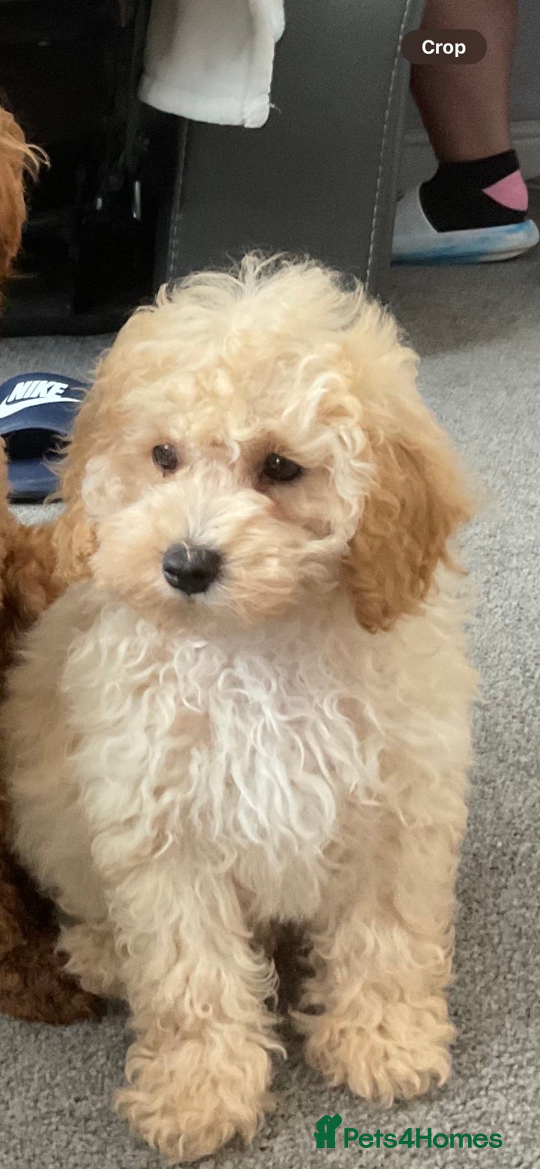 Akita dogs for sale: Poodle small  - Advert 1