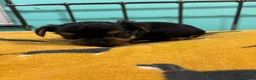 Yorkshire Terrier dogs for sale: X4 Stunning Minature Yorkshire terrier puppies  - Advert 27