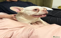 French Bulldog dogs for sale: Cute bulldog - Image 2