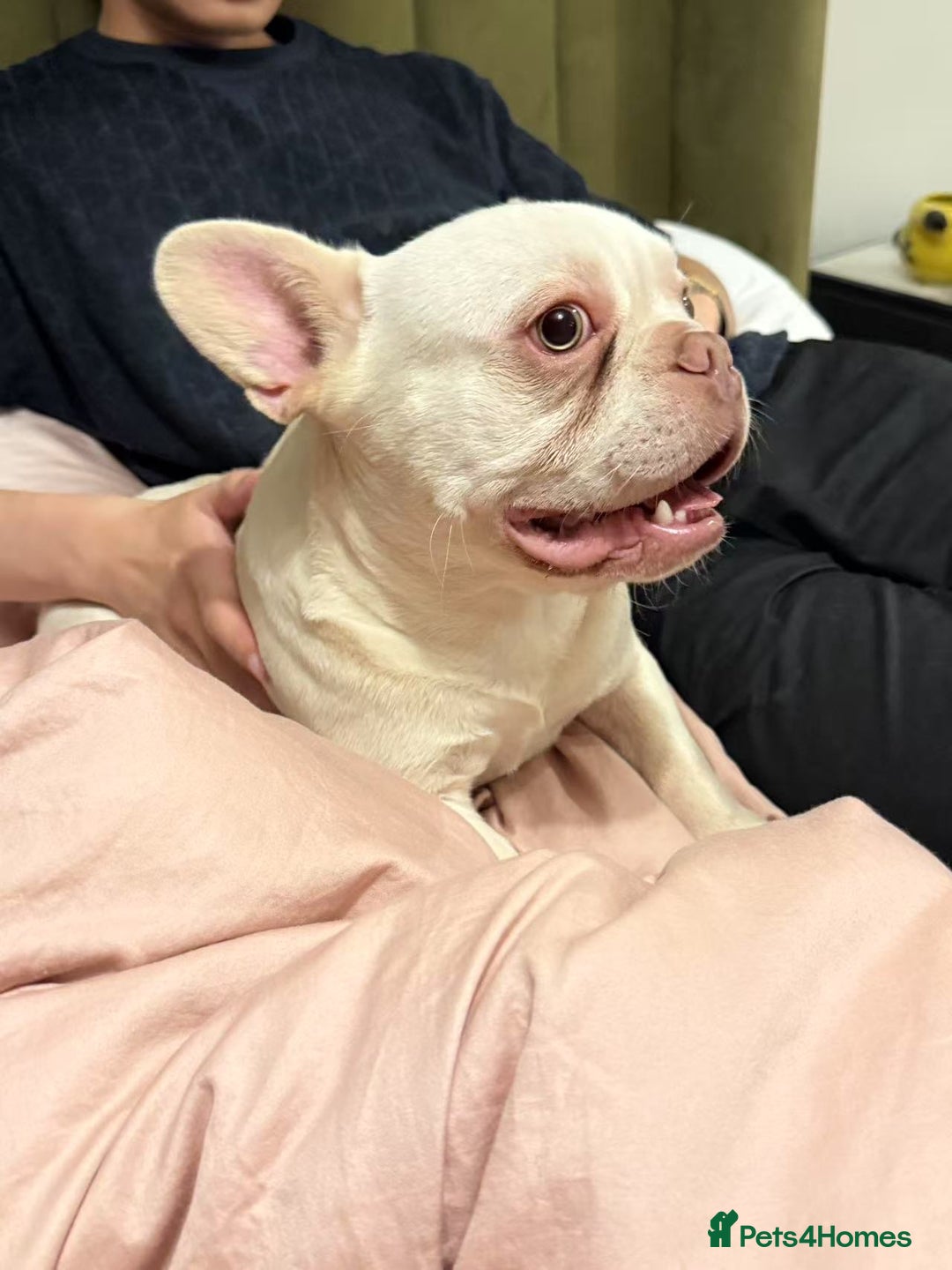 French Bulldog dogs for sale: Cute bulldog - Image 2