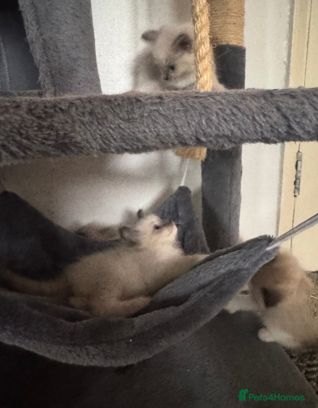 Ragdoll cats for sale: Ragdoll kittens for sale in Romford - Image 18