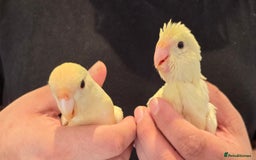 Parakeets birds for sale: Hand-reared Kakariki Chicks  - Image 4