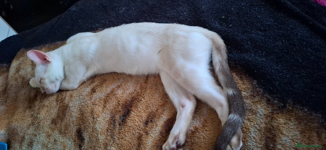 Bengal cats for sale: Pure Bengal kittens  in Cheltenham - Image 3