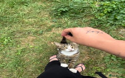 Domestic Shorthair cats for sale: Make Cat, Dj - Image 1
