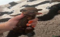 Miniature Dachshund dogs for sale: Dachshund miniature puppies  - Image 6