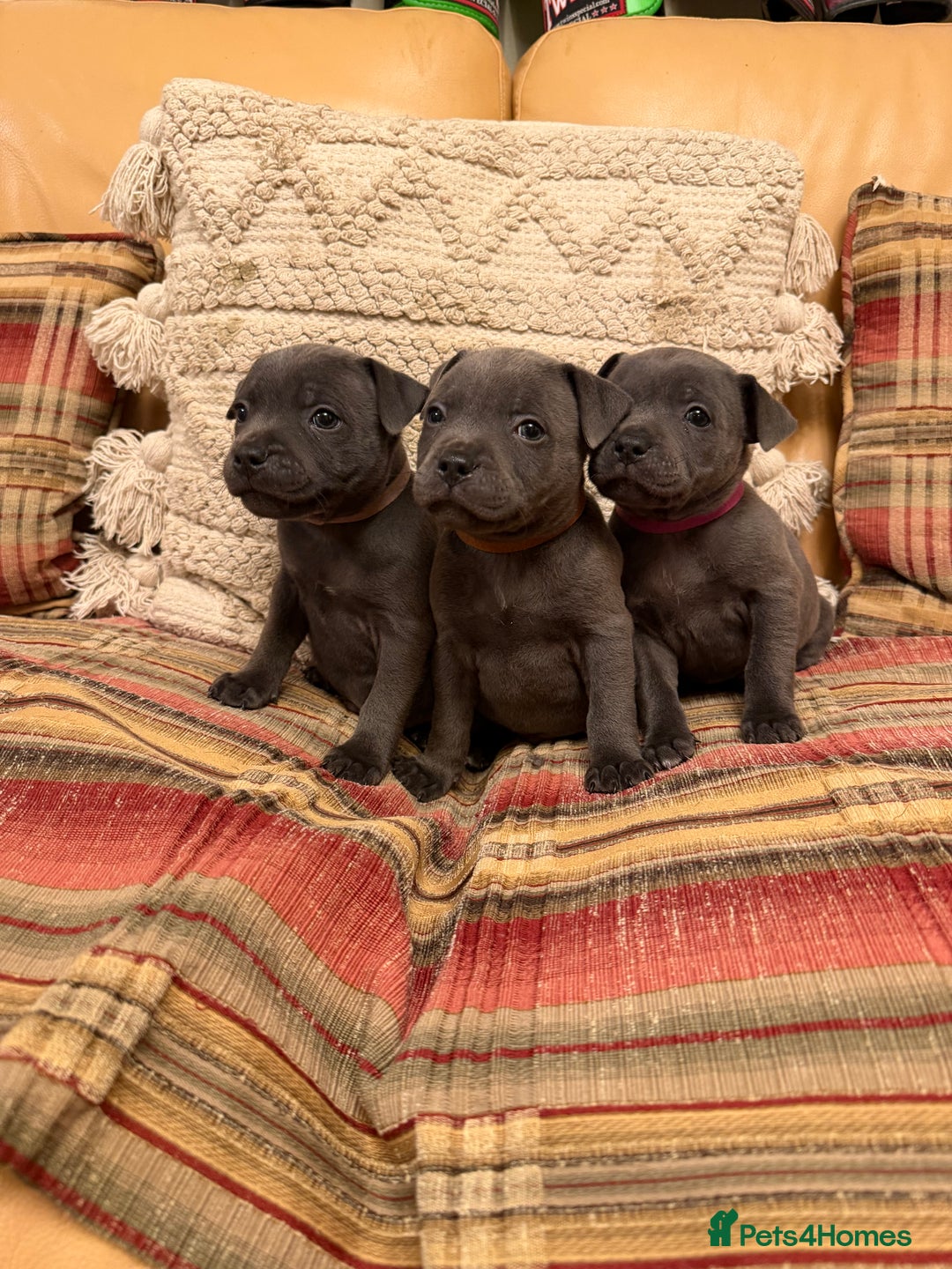 Staffordshire Bull Terrier dogs for sale: KC Registered/Health Tested Blue SBT Puppies - Advert 2