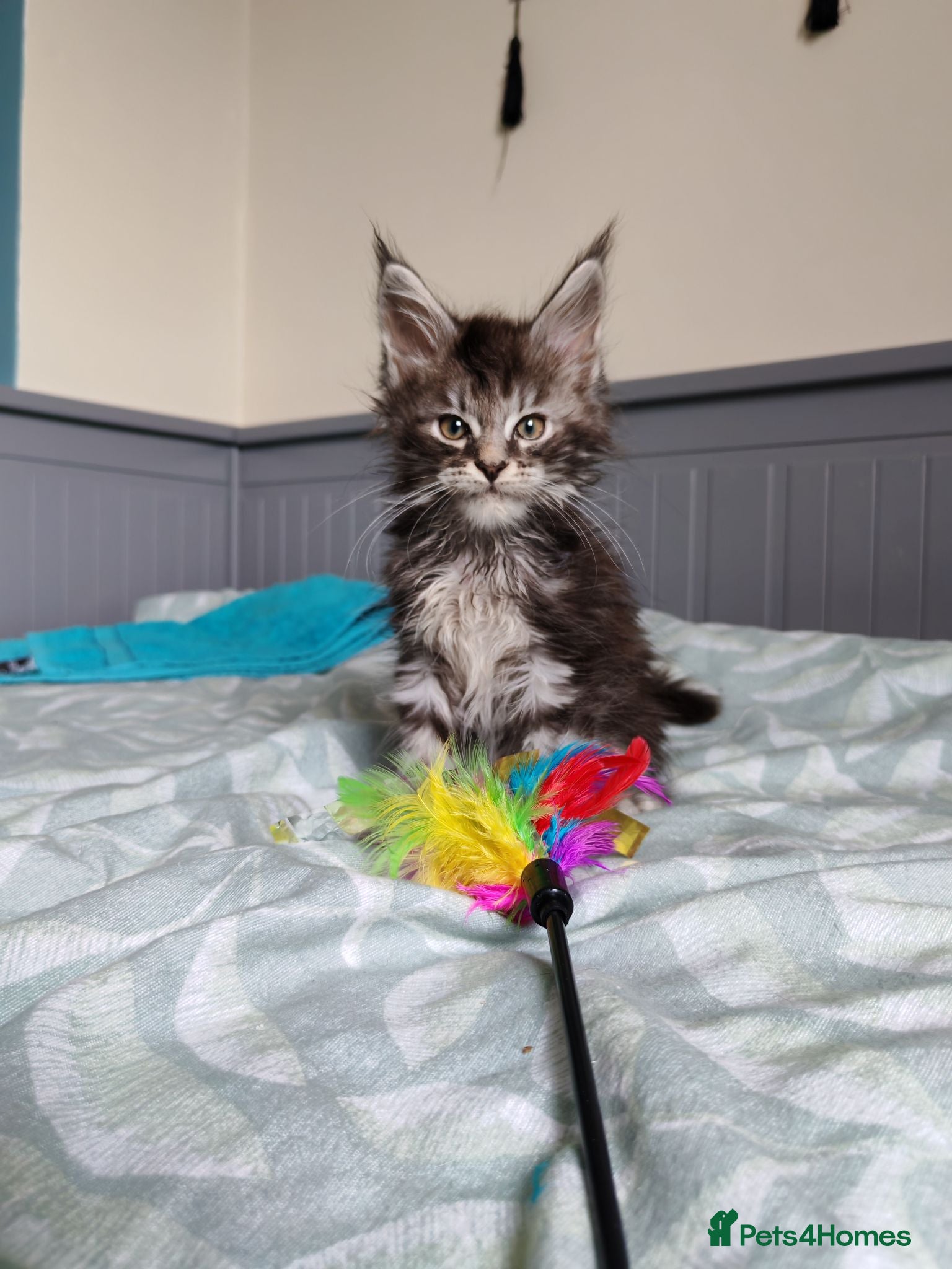 Maine Coon cats Meet Our Beautiful Maine Coon Kittens 😍😍😍  - Advert 2