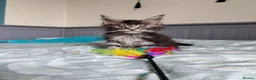Maine Coon cats for sale: Meet Our Beautiful Maine Coon Kittens 😍😍😍  - Advert 5