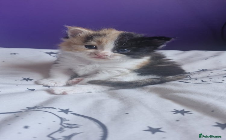 Mixed Breed cats - Advert 1