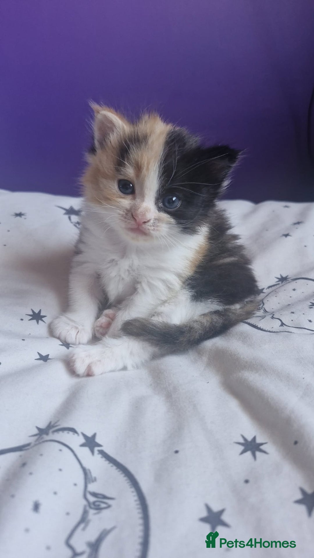 Mixed Breed cats for sale: Fluffy Kitten - Image 1