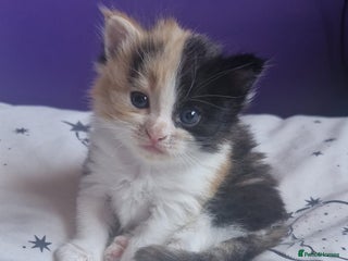 Mixed Breed cats - Advert 16