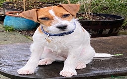 Parson Russell dogs for sale: Pedigree Parson Russell Terriers Puppies. - Image 8