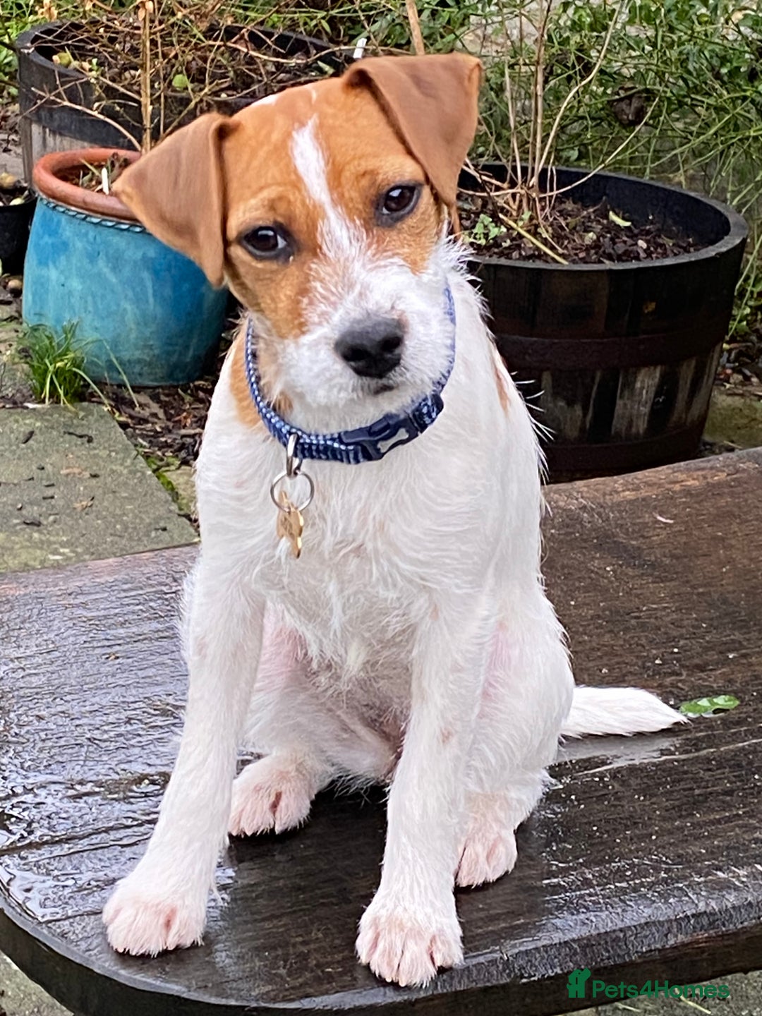 Parson Russell dogs for sale: Pedigree Parson Russell Terriers Puppies. - Image 8