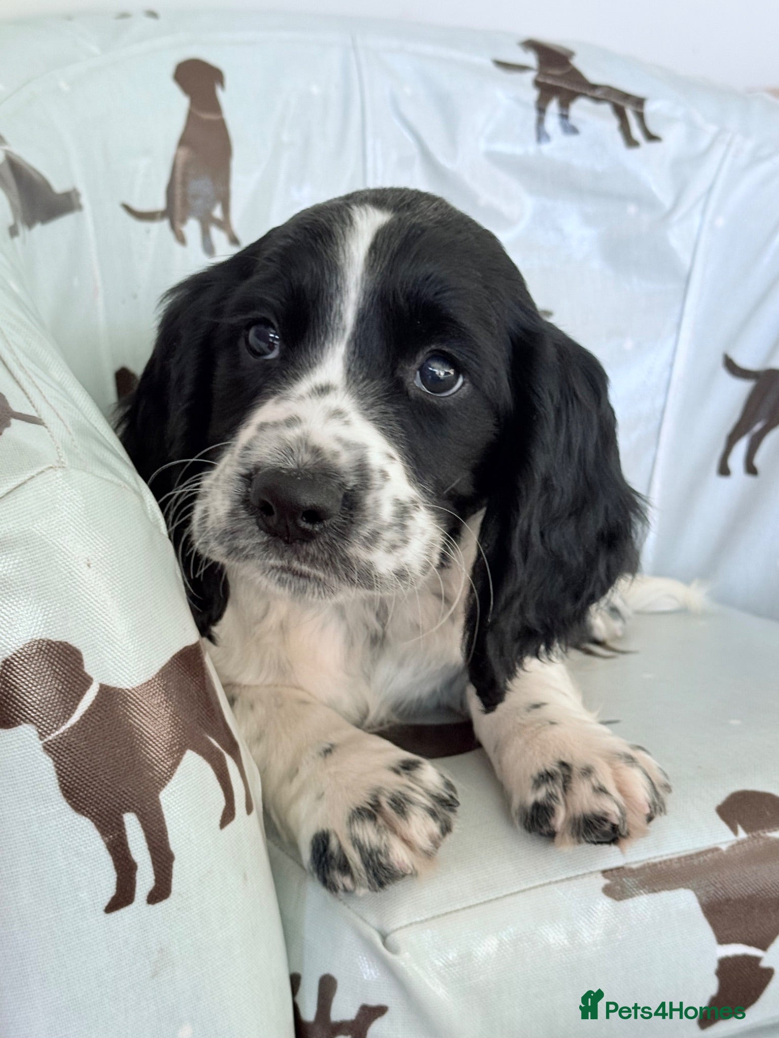 Sprocker dogs Sprocker puppy Cocker Spaniel X Springer Spaniel - Advert 1
