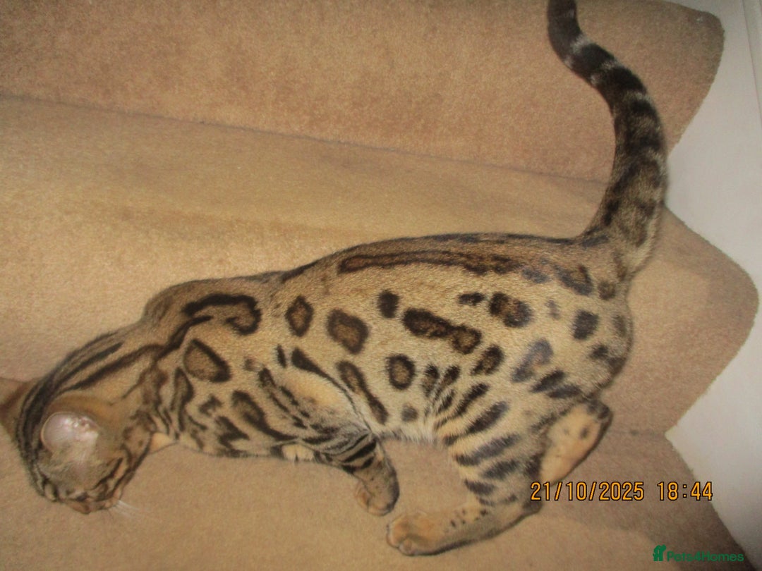 Bengal cats for sale: pedigree male bengals - Advert 24