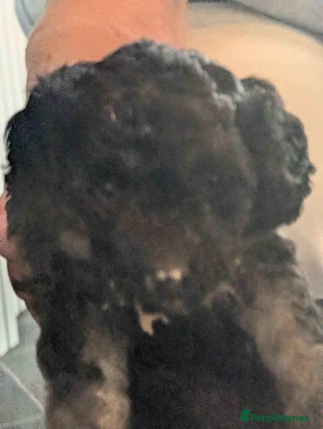Mixed Breed dogs for sale: Miniature toy poodles  - Image 4