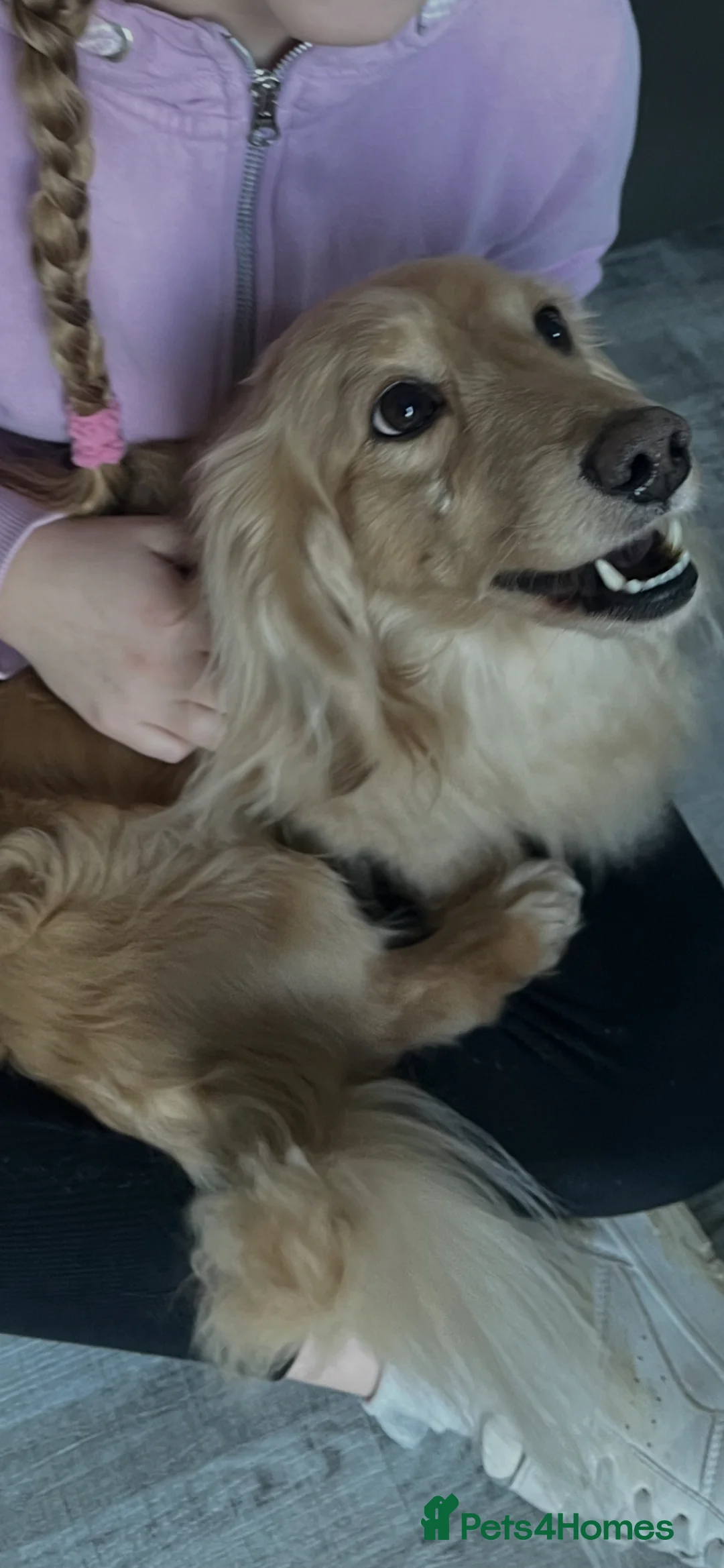 Miniature Dachshund dogs for sale: Miniature Long haired Dachshund pups - Advert 18